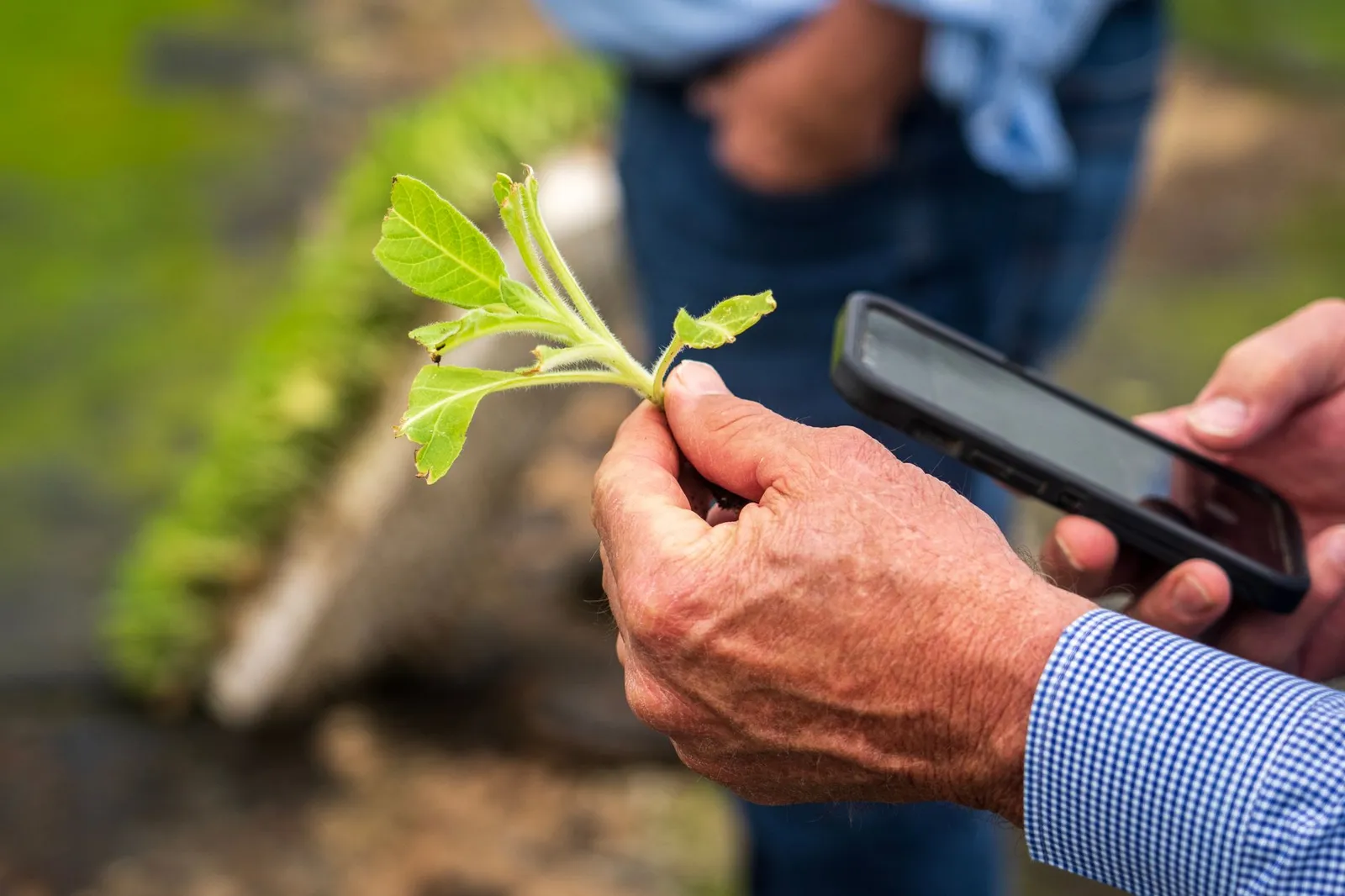 Farmer holding a seedling and checking a smartphone in the field — the way people use an app away from an office