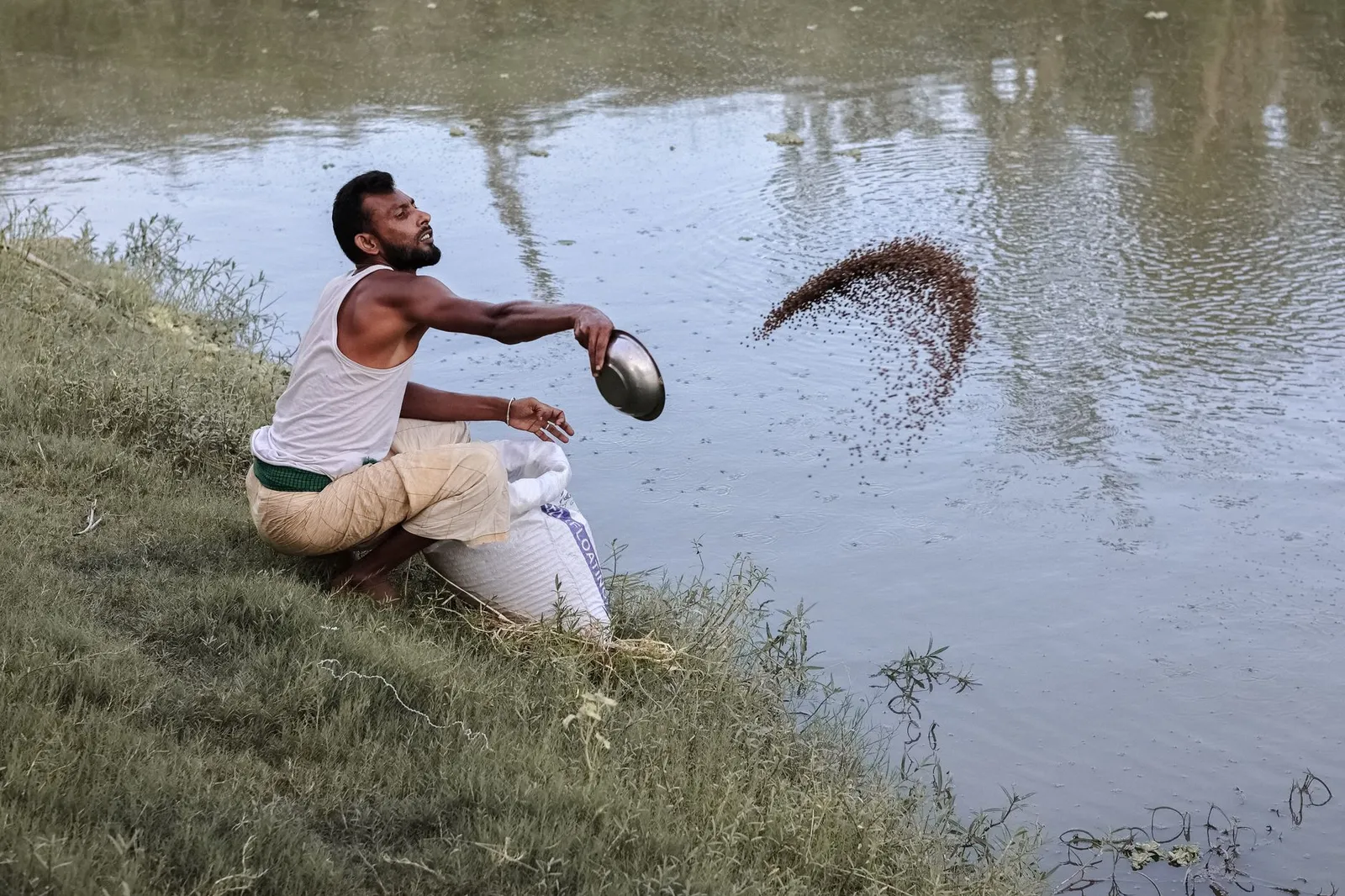 Fish farmer throwing feed into a pond in rural Bangladesh — the kind of fish-farming business that can use a website to reach buyers