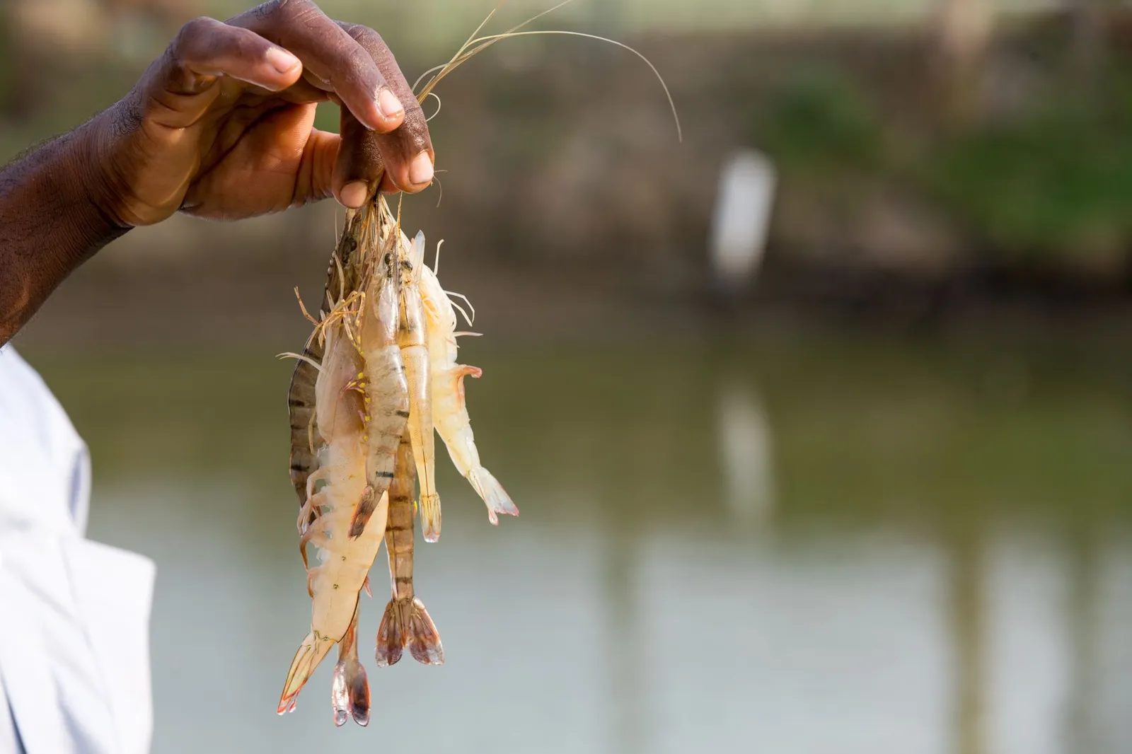 Freshly harvested prawns held up over a farm pond in Bangladesh — shrimp is the business Khulna, Bagerhat and Satkhira are known for