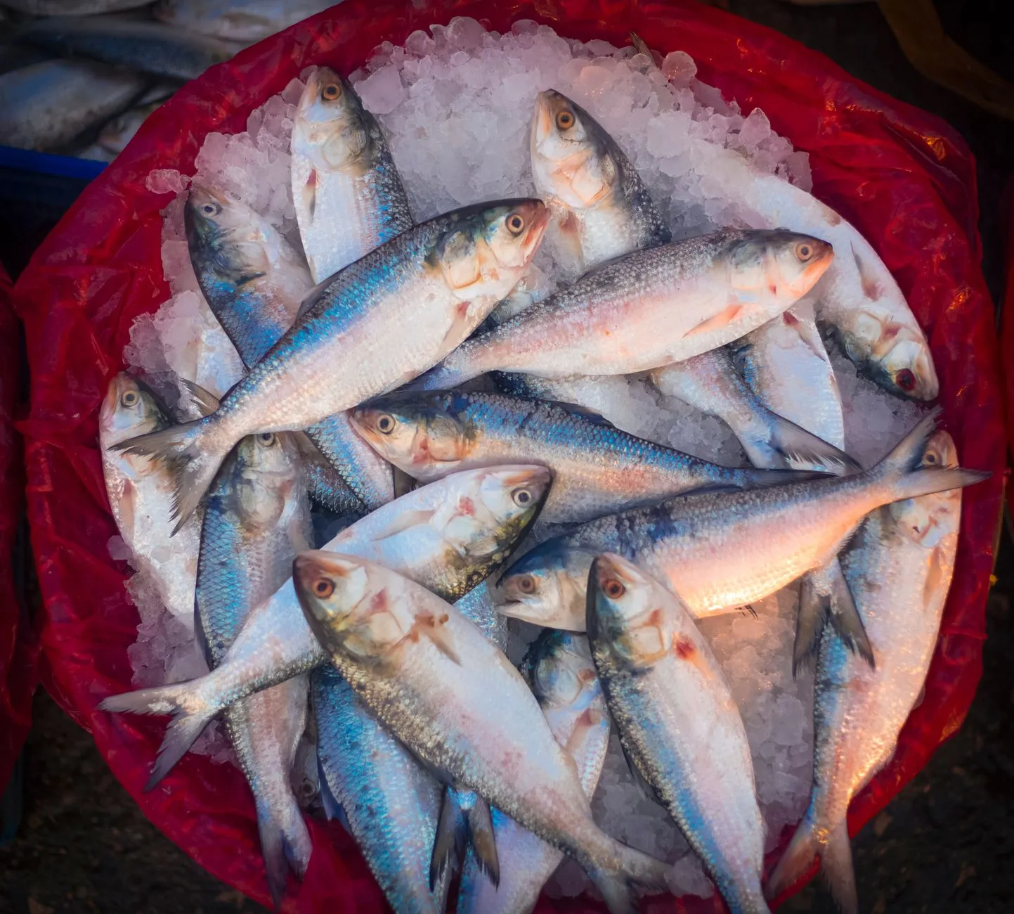 Fresh hilsa on ice at a Bangladeshi fish market — the kind of trade that still sells without a website