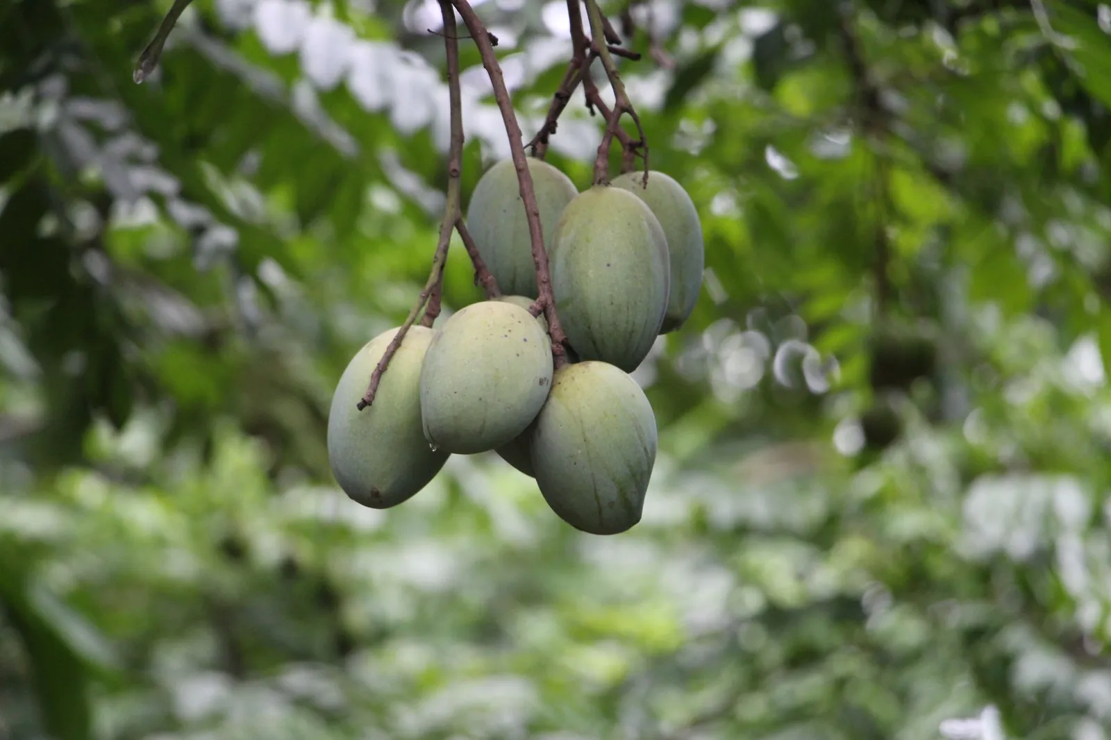 Green mangoes ripening on a tree in Bangladesh — the kind of seasonal crop Rajshahi growers and online sellers build a website around
