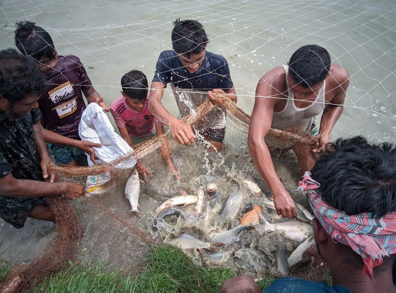 Fish farmers in Mymensingh pulling a net full of fish out of the water — the kind of business with repeat buyers an ordering app can serve