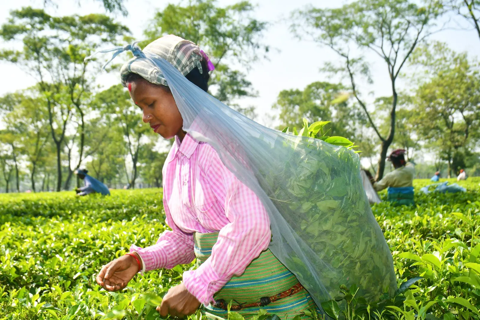 Tea worker harvesting leaves in a tea garden in Panchagarh — a product buyers outside the division search for online