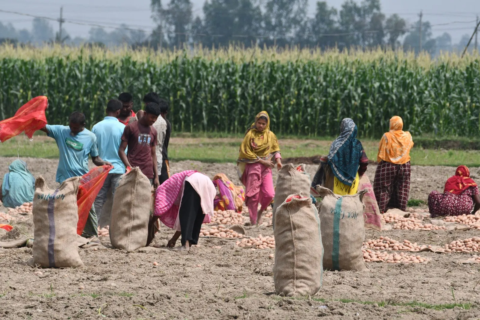 Farmers filling sacks during a potato harvest in a field in Rangpur — the agro-trade many Rangpur businesses are built on