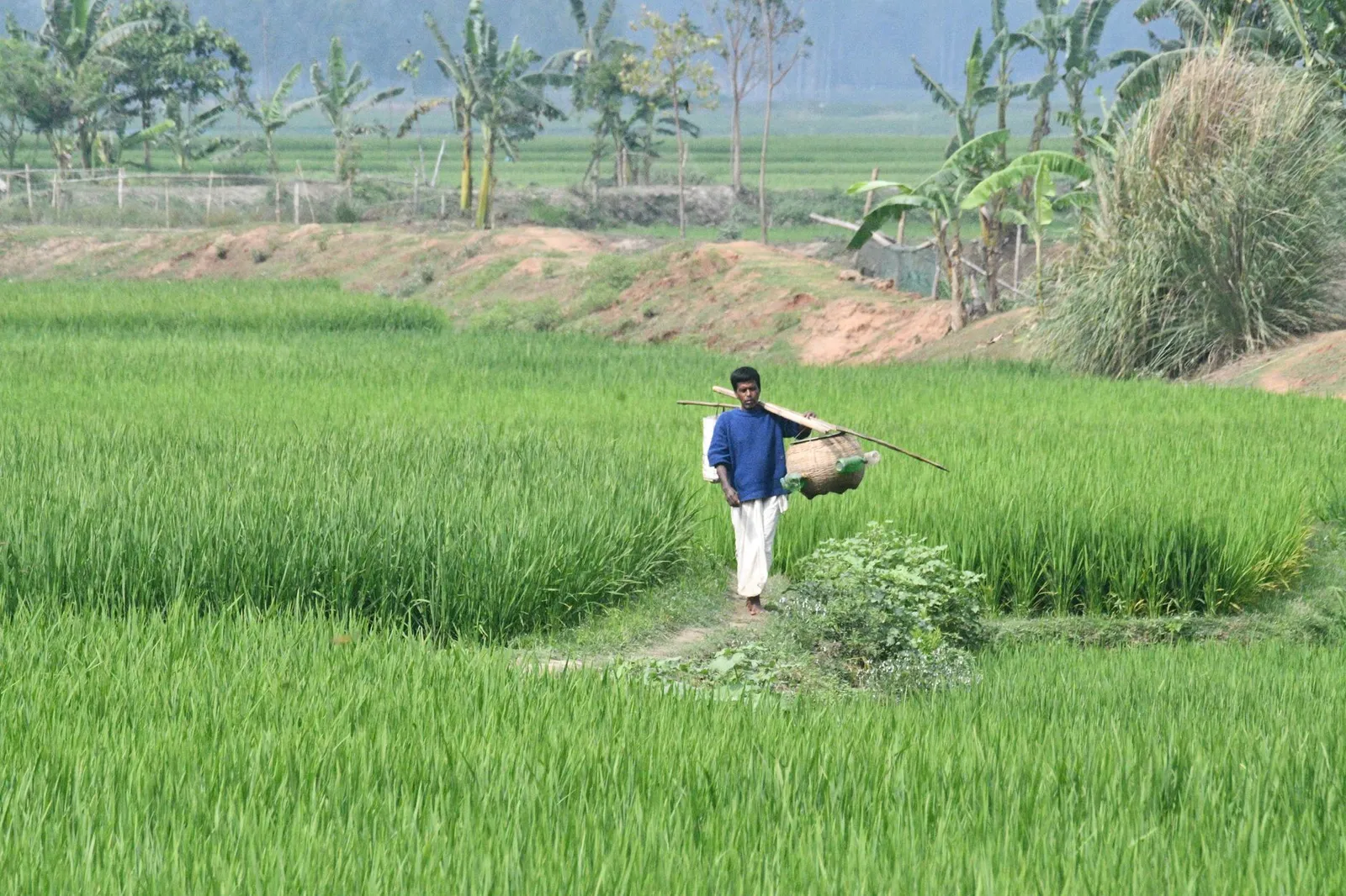 Farmer walking through a green rice paddy in Rangpur — the farm economy a remote app developer in Rangpur builds apps for