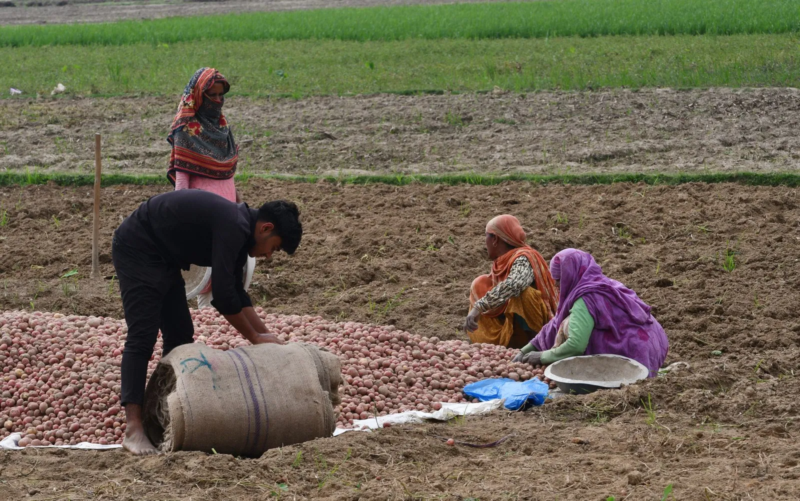 Farmers bagging freshly dug potatoes in a field in Rangpur — produce that moves through dealers and cold storages, where a simple order app helps