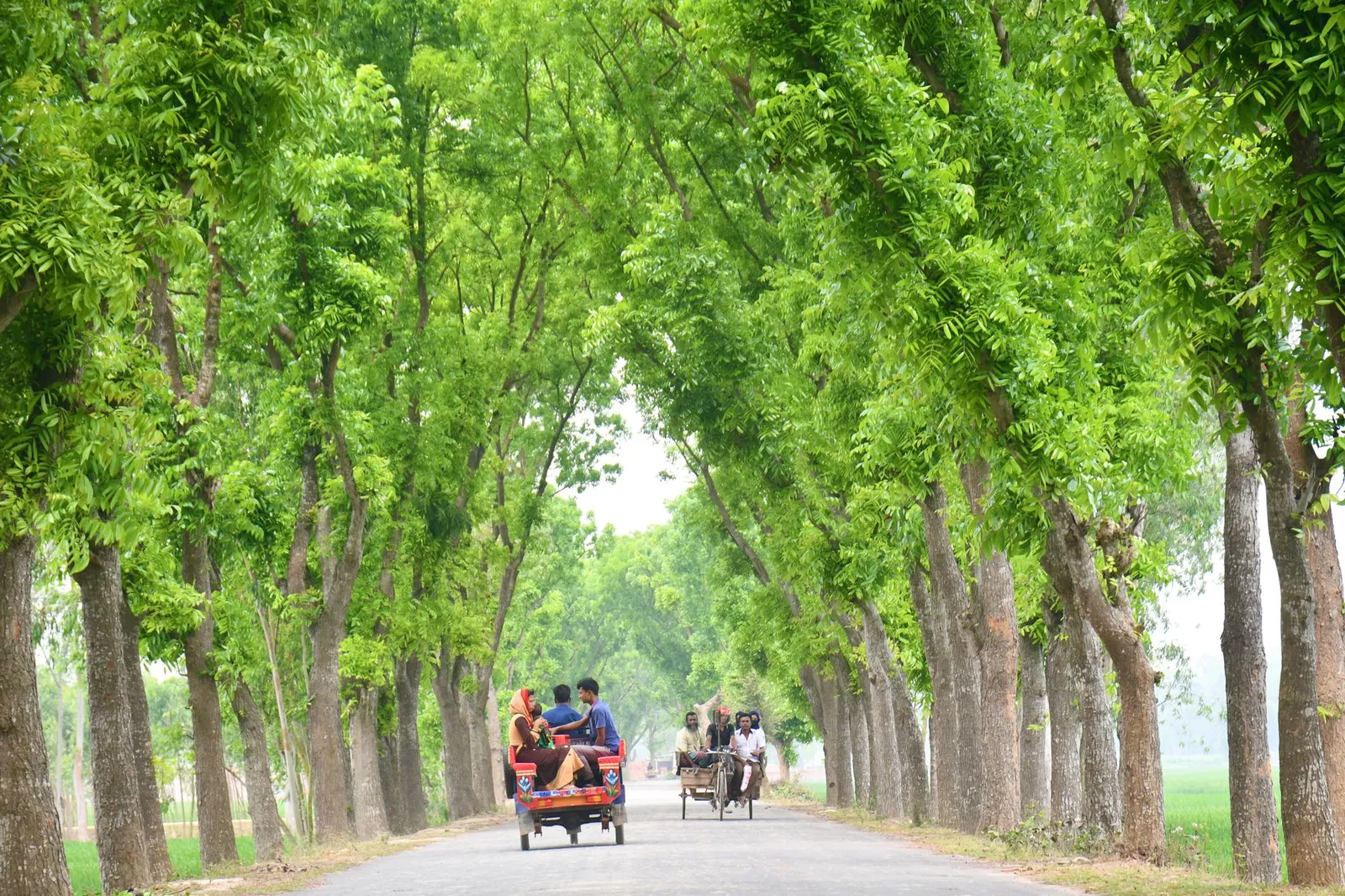 Rickshaws on a tree-lined road in Rangpur — the division a remote SEO expert in Rangpur helps businesses get found from