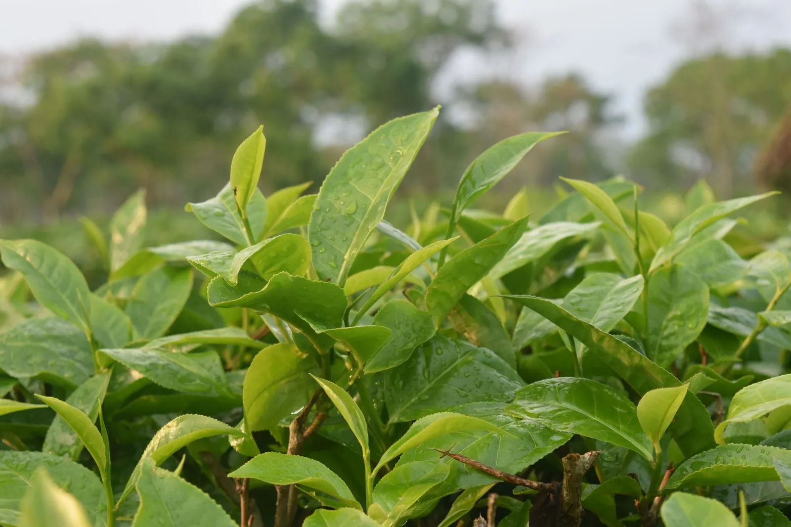 Close-up of fresh tea leaves with raindrops in Sreemangal — the crop behind Sylhet tea brands that sell to repeat buyers