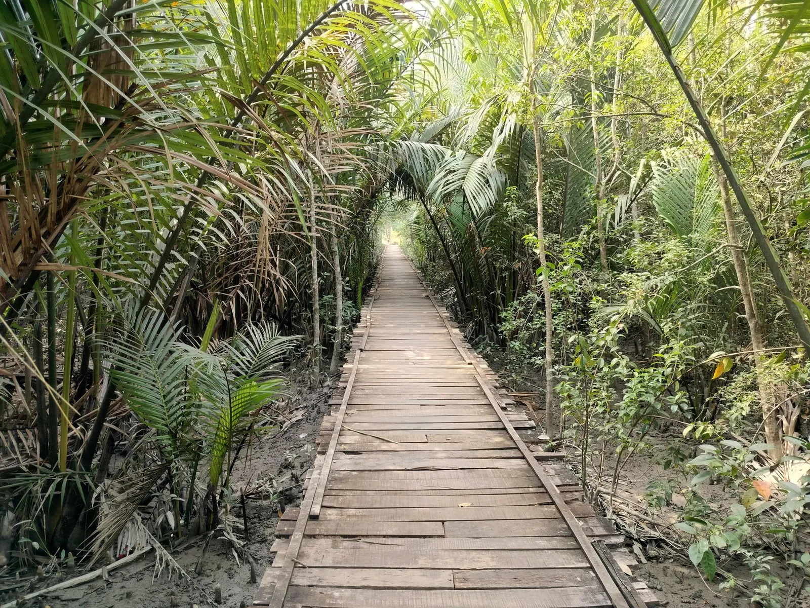 Wooden boardwalk through mangrove greenery in the Sundarbans — the kind of place visitors search for before they book a tour