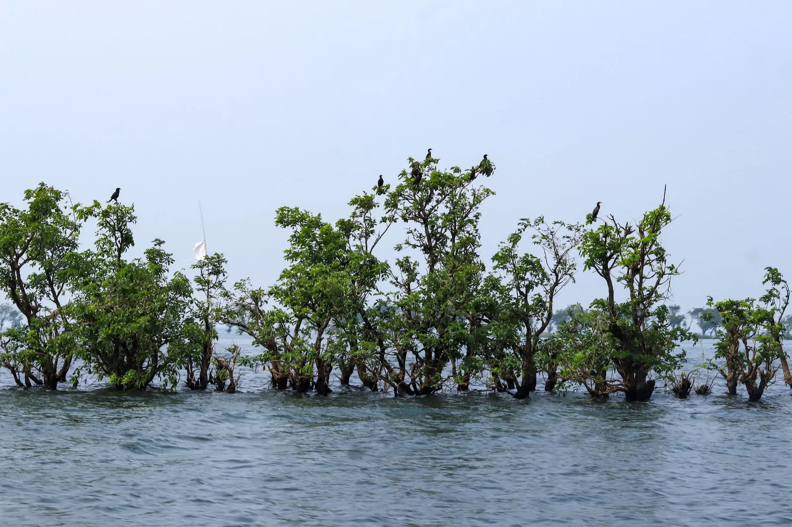 Trees and birds standing in the water of Tanguar Haor, Sunamganj — a destination visitors search for before they book a stay or a boat