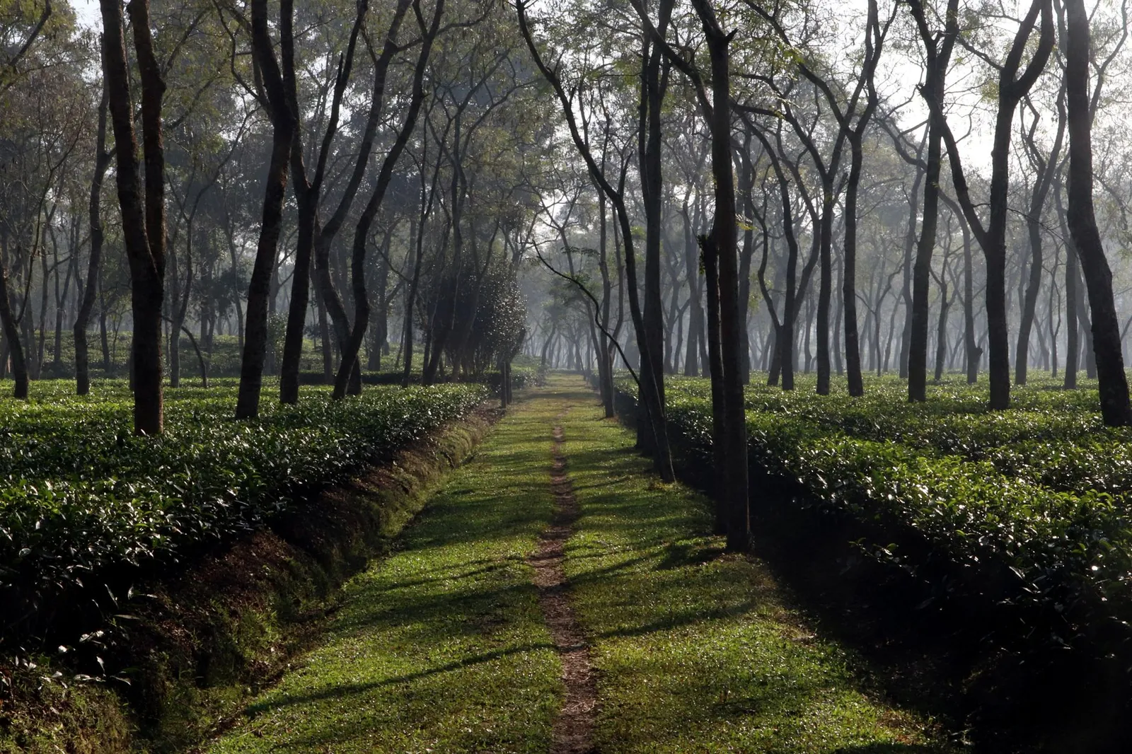 Footpath through a shaded tea garden in Sreemangal, Sylhet Division — the tea and tourism trade many local businesses depend on